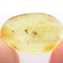 Baltic Dark Winged Fungus Gnat In Dominican Amber