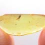 Baltic Dark Winged Fungus Gnat In Dominican Amber
