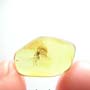 Baltic Dark Winged Fungus Gnat In Dominican Amber