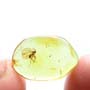 Baltic Dark Winged Fungus Gnat In Dominican Amber
