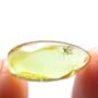 Baltic Dark Winged Fungus Gnat In Dominican Amber