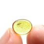 Baltic Dark Winged Fungus Gnat In Dominican Amber
