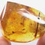 Baltic Fungus Gnat, Beetle And Two Elongate Springtails In Dominican Amber