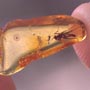 Baltic  Fungus Gnat In Dominican Amber
