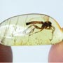 Baltic Fungus Gnat In Dominican Amber