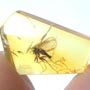 Baltic Fungus Gnat In Dominican Amber