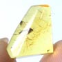 Baltic Fungus Gnat In Dominican Amber