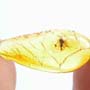 Baltic Fungus Gnat In Dominican Amber