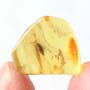 Baltic Fungus Gnat In Dominican Amber