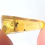 Rare Two Eggs And Gall Midge In Dominican Amber