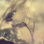 Rare Two Eggs And Gall Midge In Dominican Amber