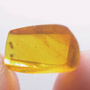 Rare Two Eggs And Biting Midge In Dominican Amber.