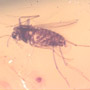 Rare Two Eggs And Biting Midge In Dominican Amber