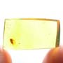 Rare Two Eggs And Moth Fly In Dominican Amber