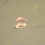 Rare Two Eggs In Dominican Amber