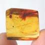 Rare Two Eggs Clinging On A Part Of A Bug In Dominican Amber
