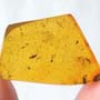 Rare Two Larval Case Of Tineid Moth In Dominican Amber.