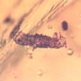 Rare Two Larval Case Of Tineid Moth In Dominican Amber.