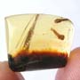 Rare Two Millipede In Dominican Amber.