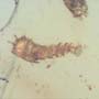 Rare Two Millipede In Dominican Amber.