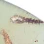 Rare Two Millipede In Dominican Amber.