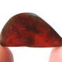 Rare Two Millipede In Dominican Amber