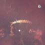 Rare Two Millipede In Dominican Amber