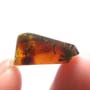 Rare Two Mosquitos In Dominican Amber.