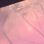 Rare Two Mosquitos In Dominican Amber