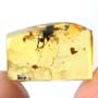 Rare Three Eggs In Dominican Amber