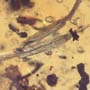 Rare Two Unusual Flower Bud In Dominican Amber