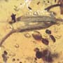 Rare Two Unusual Flower Bud In Dominican Amber