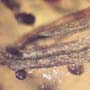 Rare Two Unusual Flower Bud In Dominican Amber