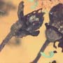 Rare Two Unusual Flower In Dominican Amber