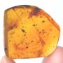 Rare Two Unusual Flower With Stamen And Caddisfly With Seven Eggs In Dominican Amber