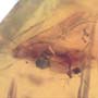 Rare Two Unusual Flower With Stamen And Caddisfly With Seven Eggs In Dominican Amber
