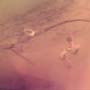 Rare Two Unusual Flower With Stamen And Caddisfly With Seven Eggs In Dominican Amber