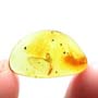 Rare Three Eggs In Dominican Amber