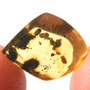 Rare Twenty Two Eggs In Dominican Amber