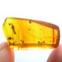 Rare Three Eggs, Winged Termite And Cricket In Dominican Amber.