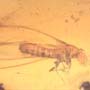 Rare Three Eggs, Winged Termite And Cricket In Dominican Amber.