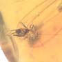 Rare Three Eggs, Winged Termite And Cricket In Dominican Amber.