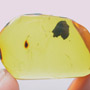 Rare Three Eggs And Botanical In Dominican Amber