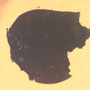 Rare Three Eggs And Botanical In Dominican Amber