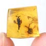 Rare Three Unusual Flowers  In Dominican Amber