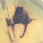 Rare Three Unusual Flowers  In Dominican Amber