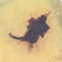 Rare Three Unusual Flowers  In Dominican Amber
