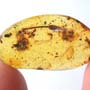 Rare Barklouse With Mite Clinging On It, Bethylid Wasp And Beetle In Dominican Amber