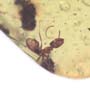 Rare Three Worker Ants One Clinging On A Stem In Dominican Amber