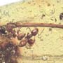 Rare Three Worker Ants One Clinging On A Stem In Dominican Amber